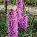 Liatris spicata 'Kobold' fleur